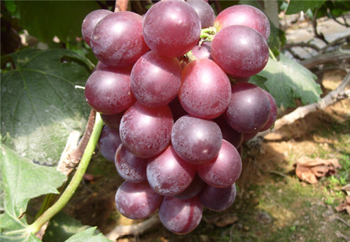 夏黑葡萄好吃吗，葡萄有哪些品种