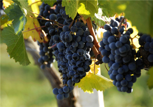 夏黑葡萄好吃吗，葡萄有哪些品种