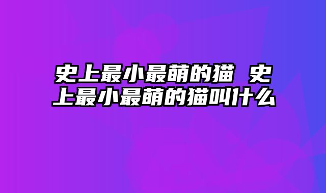 史上最小最萌的猫 史上最小最萌的猫叫什么