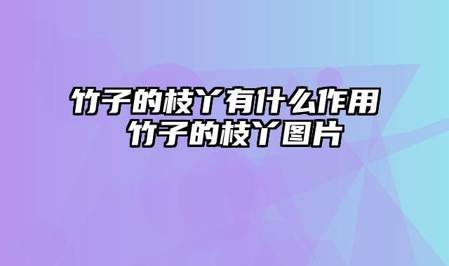 竹子的枝丫有什么作用 竹子的枝丫图片