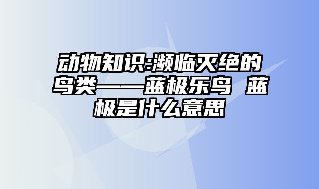 动物知识:濒临灭绝的鸟类——蓝极乐鸟 蓝极是什么意思