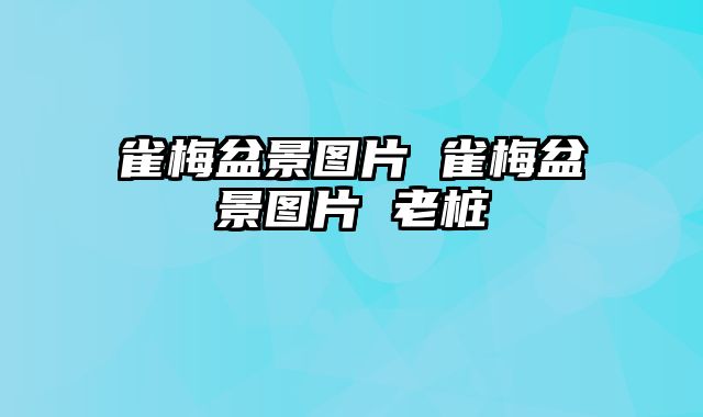 雀梅盆景图片 雀梅盆景图片 老桩