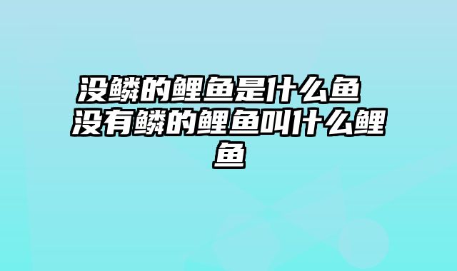 没鳞的鲤鱼是什么鱼 没有鳞的鲤鱼叫什么鲤鱼