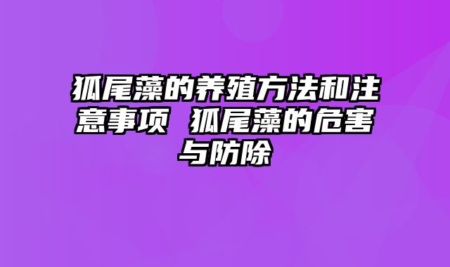 狐尾藻的养殖方法和注意事项 狐尾藻的危害与防除