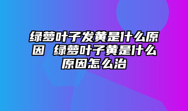 绿萝叶子发黄是什么原因 绿萝叶子黄是什么原因怎么治