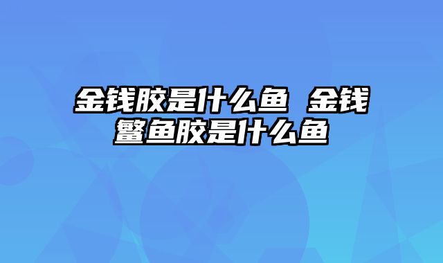 金钱胶是什么鱼 金钱鳘鱼胶是什么鱼