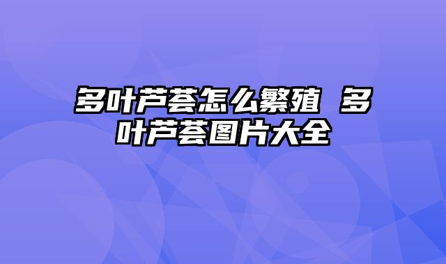 多叶芦荟怎么繁殖 多叶芦荟图片大全