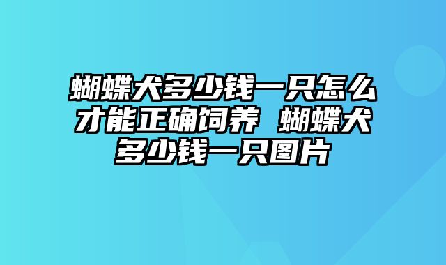 蝴蝶犬多少钱一只怎么才能正确饲养 蝴蝶犬多少钱一只图片