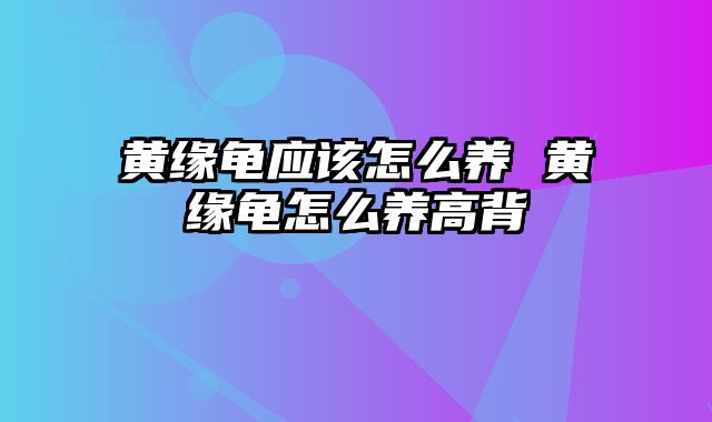 黄缘龟应该怎么养 黄缘龟怎么养高背