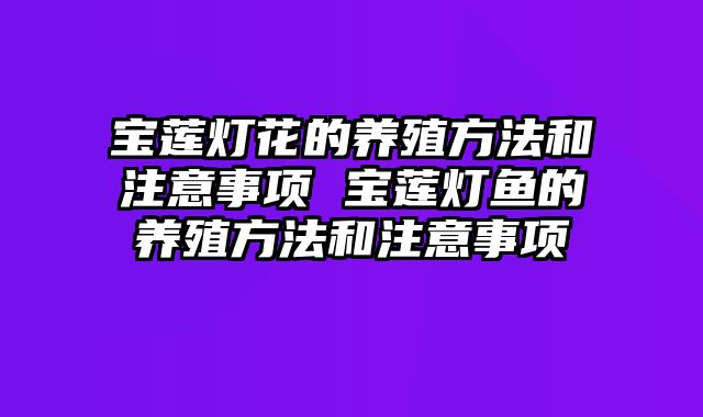 宝莲灯花的养殖方法和注意事项 宝莲灯鱼的养殖方法和注意事项