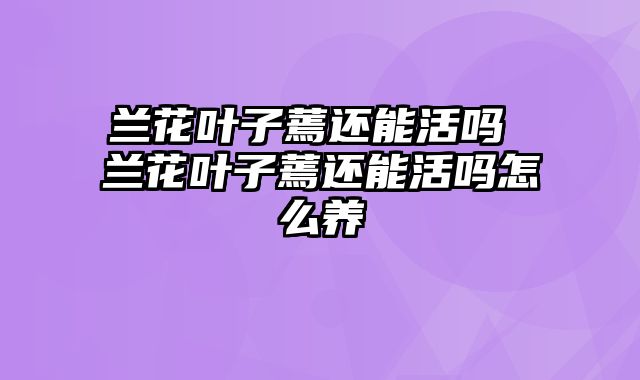 兰花叶子蔫还能活吗 兰花叶子蔫还能活吗怎么养