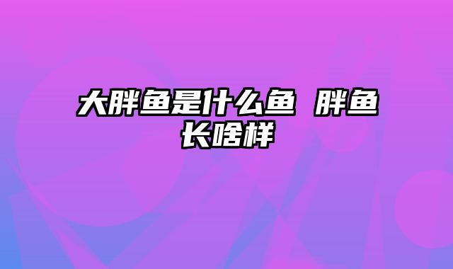 大胖鱼是什么鱼 胖鱼长啥样