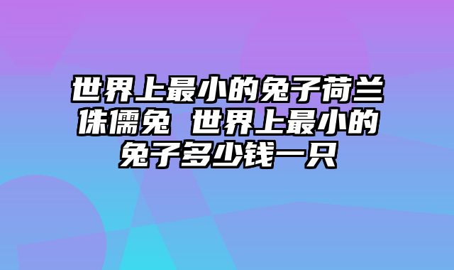 世界上最小的兔子荷兰侏儒兔 世界上最小的兔子多少钱一只