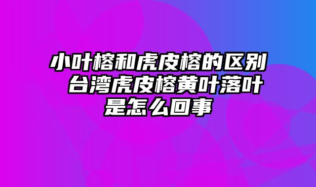 小叶榕和虎皮榕的区别 台湾虎皮榕黄叶落叶是怎么回事