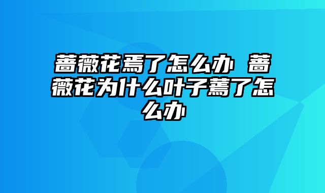 蔷薇花焉了怎么办 蔷薇花为什么叶子蔫了怎么办