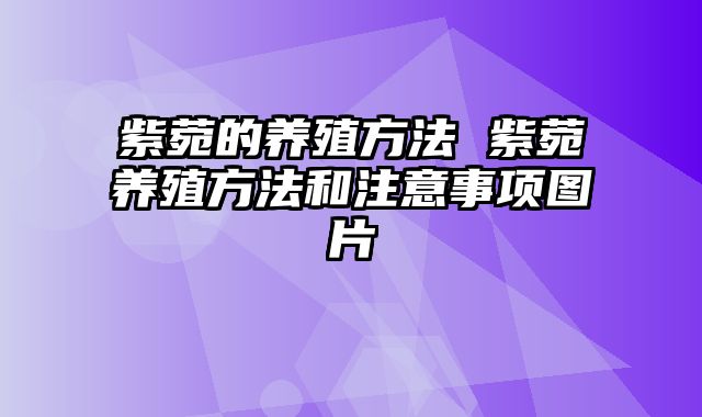 紫菀的养殖方法 紫菀养殖方法和注意事项图片