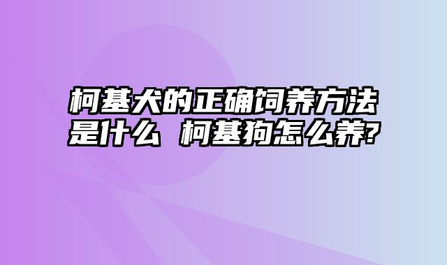 柯基犬的正确饲养方法是什么 柯基狗怎么养?