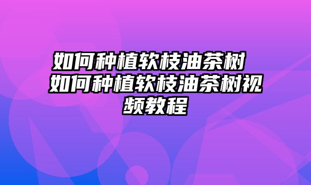 如何种植软枝油茶树 如何种植软枝油茶树视频教程