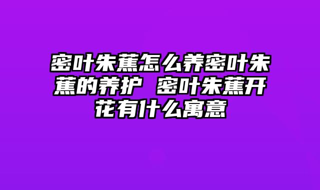 密叶朱蕉怎么养密叶朱蕉的养护 密叶朱蕉开花有什么寓意