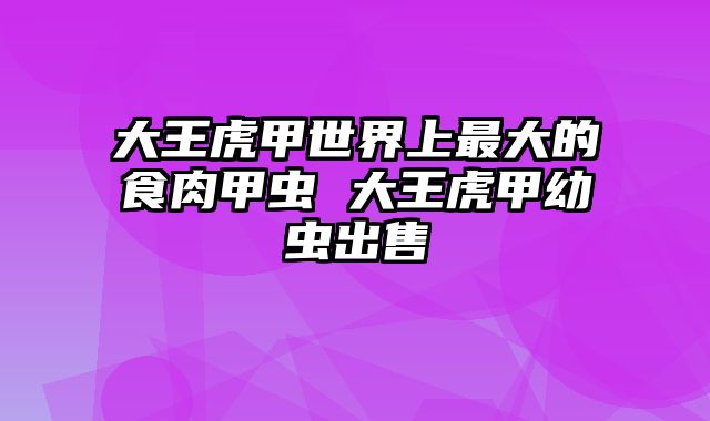 大王虎甲世界上最大的食肉甲虫 大王虎甲幼虫出售