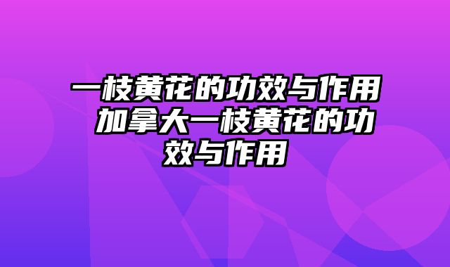 一枝黄花的功效与作用 加拿大一枝黄花的功效与作用