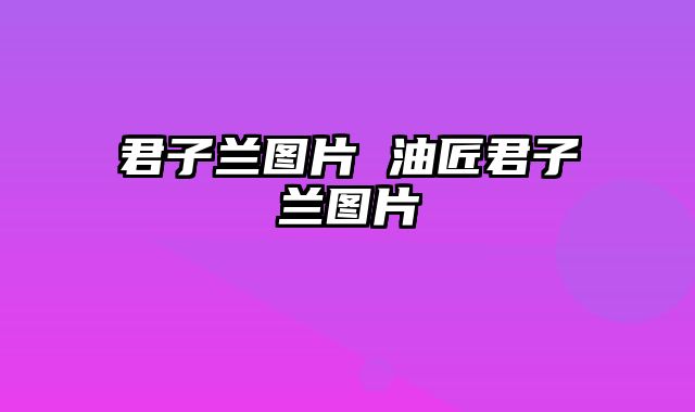 君子兰图片 油匠君子兰图片