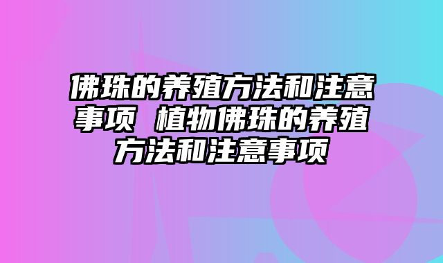 佛珠的养殖方法和注意事项 植物佛珠的养殖方法和注意事项