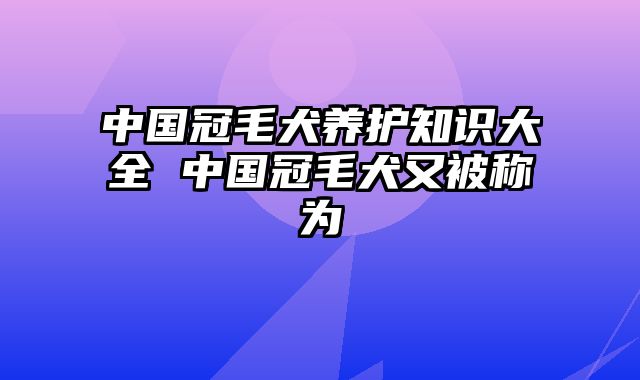 中国冠毛犬养护知识大全 中国冠毛犬又被称为