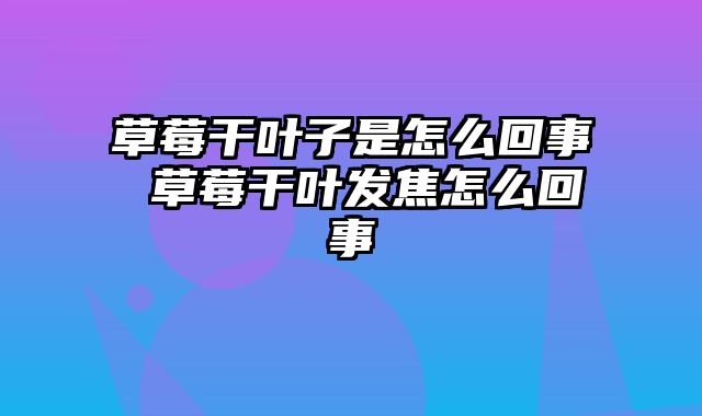 草莓干叶子是怎么回事 草莓干叶发焦怎么回事