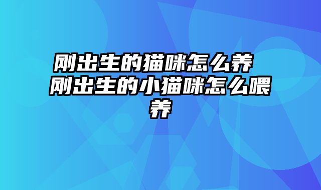 刚出生的猫咪怎么养 刚出生的小猫咪怎么喂养