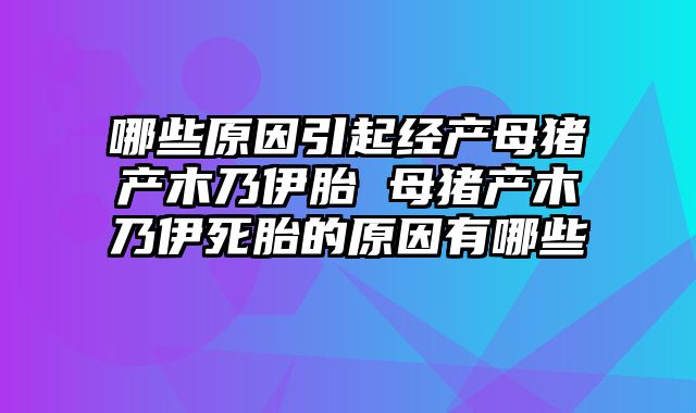 哪些原因引起经产母猪产木乃伊胎 母猪产木乃伊死胎的原因有哪些