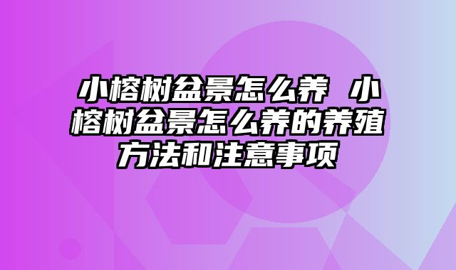 小榕树盆景怎么养 小榕树盆景怎么养的养殖方法和注意事项