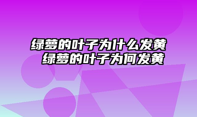 绿萝的叶子为什么发黄 绿萝的叶子为何发黄