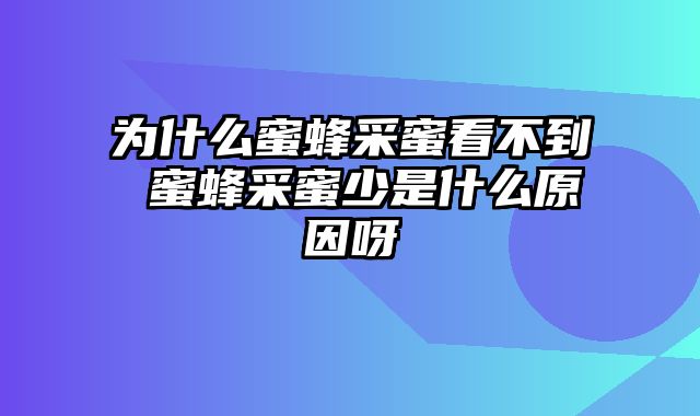 为什么蜜蜂采蜜看不到 蜜蜂采蜜少是什么原因呀