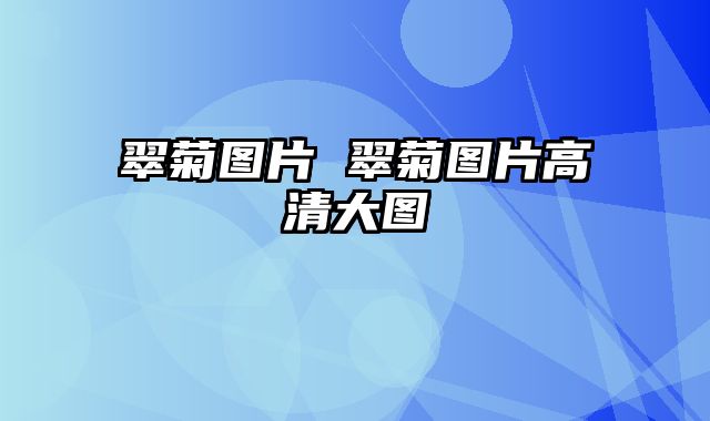 翠菊图片 翠菊图片高清大图