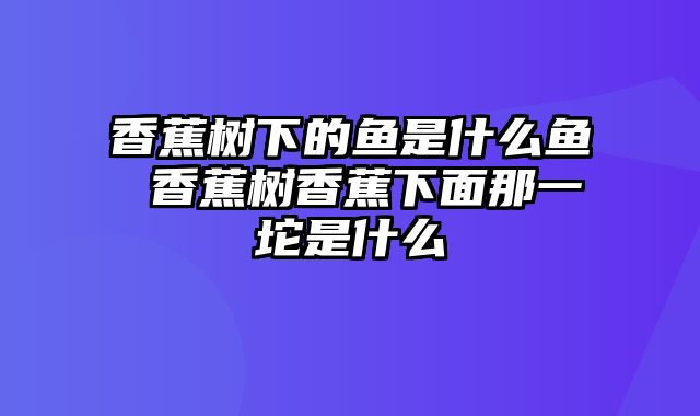 香蕉树下的鱼是什么鱼 香蕉树香蕉下面那一坨是什么