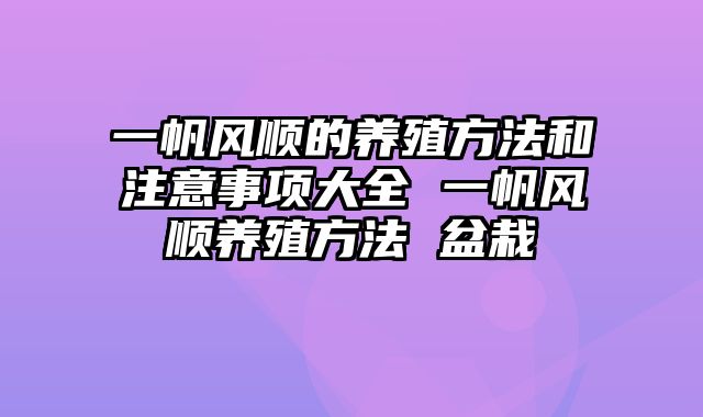 一帆风顺的养殖方法和注意事项大全 一帆风顺养殖方法 盆栽