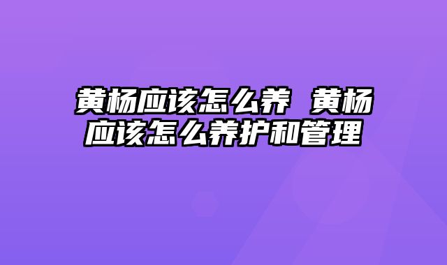 黄杨应该怎么养 黄杨应该怎么养护和管理