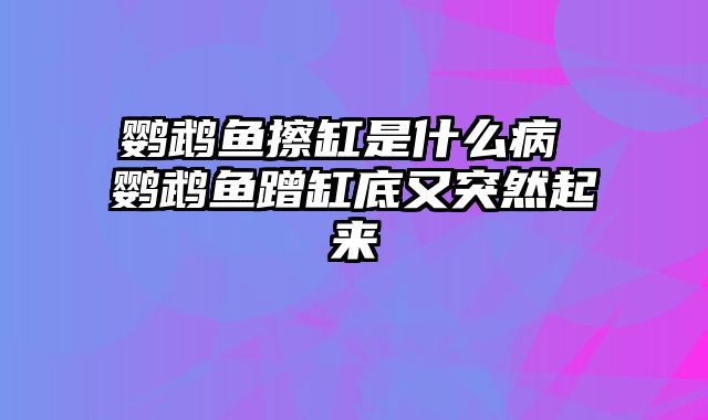 鹦鹉鱼擦缸是什么病 鹦鹉鱼蹭缸底又突然起来