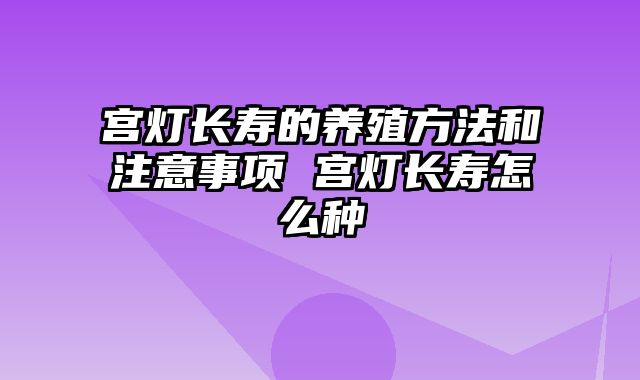 宫灯长寿的养殖方法和注意事项 宫灯长寿怎么种