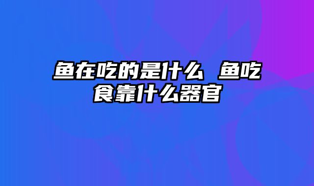 鱼在吃的是什么 鱼吃食靠什么器官