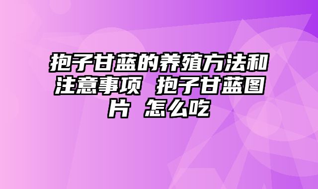 抱子甘蓝的养殖方法和注意事项 抱子甘蓝图片 怎么吃