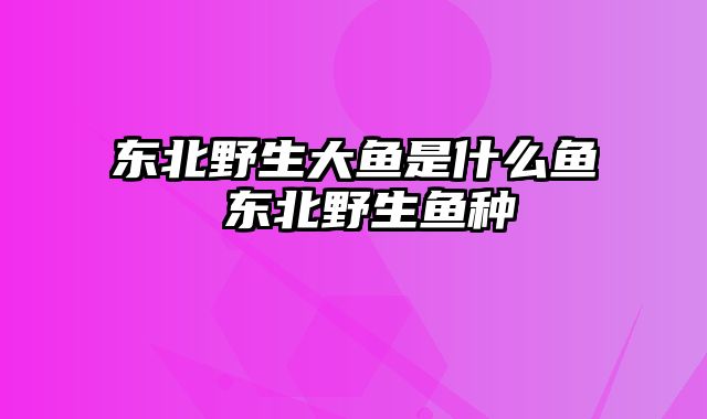 东北野生大鱼是什么鱼 东北野生鱼种