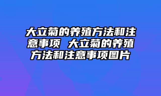 大立菊的养殖方法和注意事项 大立菊的养殖方法和注意事项图片