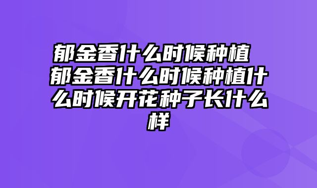 郁金香什么时候种植 郁金香什么时候种植什么时候开花种子长什么样