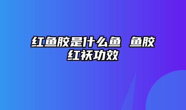 红鱼胶是什么鱼 鱼胶红袄功效