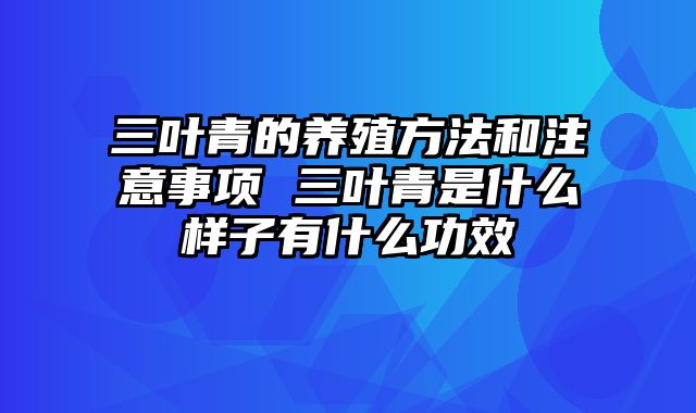 三叶青的养殖方法和注意事项 三叶青是什么样子有什么功效