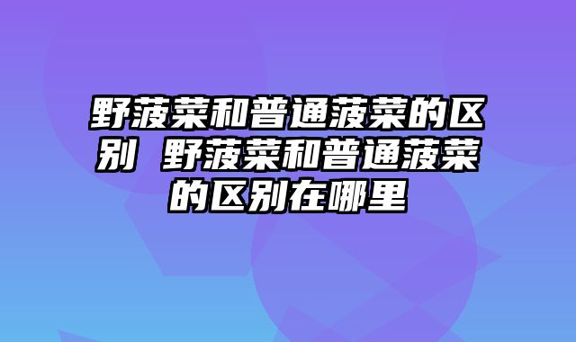 野菠菜和普通菠菜的区别 野菠菜和普通菠菜的区别在哪里