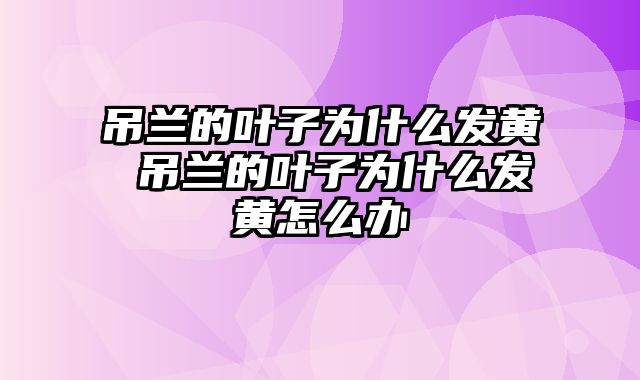 吊兰的叶子为什么发黄 吊兰的叶子为什么发黄怎么办