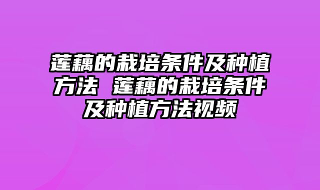 莲藕的栽培条件及种植方法 莲藕的栽培条件及种植方法视频